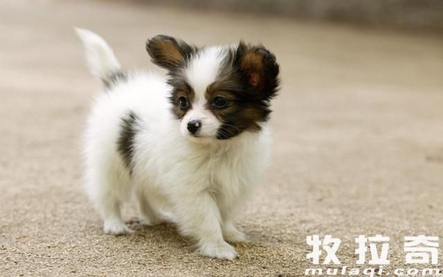 狗狗感冒了可以吃人的感冒药吗