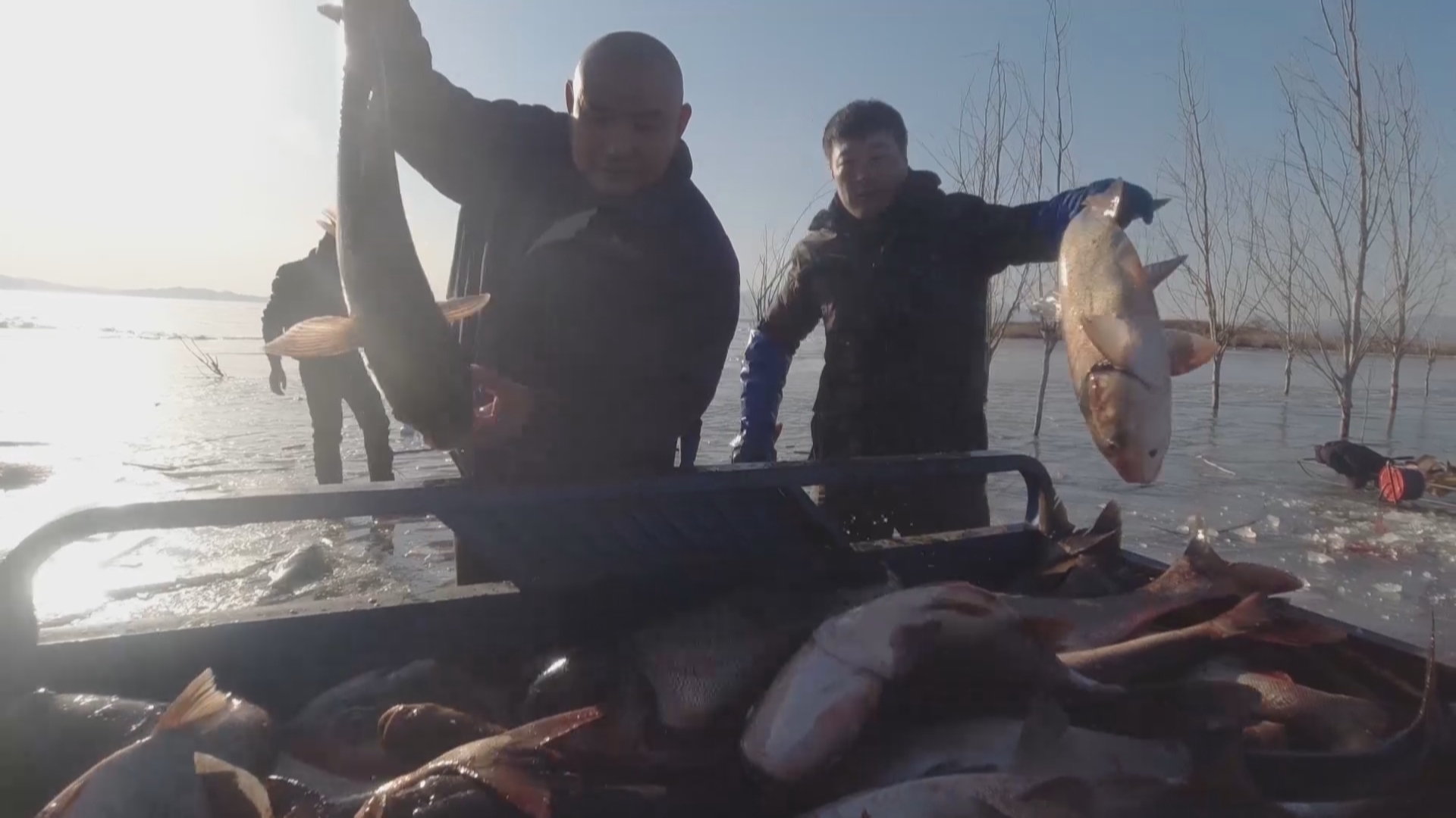 节后第一网 鱼跃满仓获上千斤鱼 节后第一网 鱼跃满仓获上千斤鱼