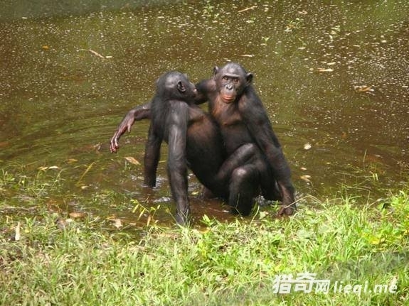 哈佛大学医学院遗传学系的专家团队还对生殖器官的生长位置在不同物种间的区别进行过研究。蛇、蜥蜴等动物的生殖器由其后肢进化而来,哺乳类动物则由尾部进化而来,它们的生殖器也分别更靠近这些部位。