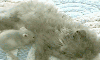 t014bf14994dbdf366f.gif