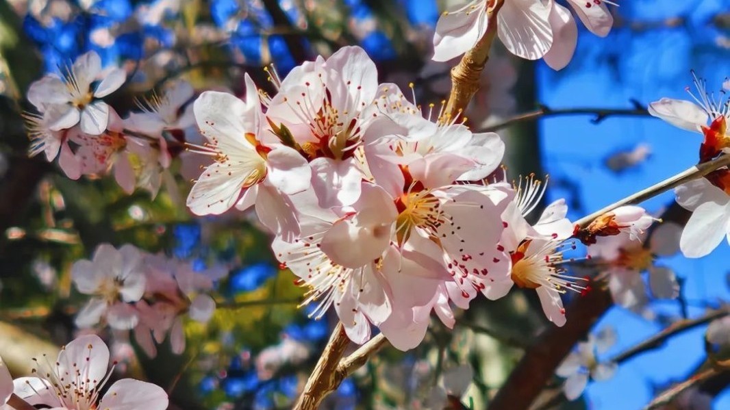 北京春日追花攻略——中山公园