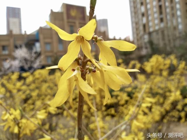 千元机也能拍出好照片 看看坚果3拍照如何?