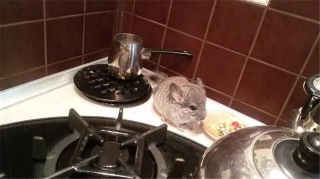 担心猫咪寂寞主人买来新宠物,结果猫咪更难过