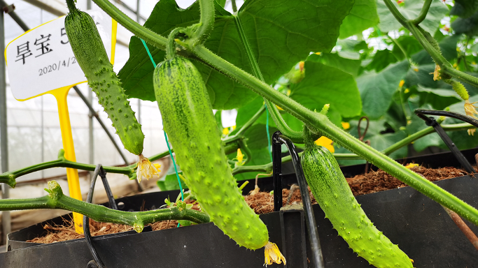 有口福咯!昌平区引进30余种水果型黄瓜 有口福咯!昌平区引进30余种水果型黄瓜