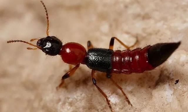 紧急提醒!这种虫传播新型艾滋病,被咬可致命