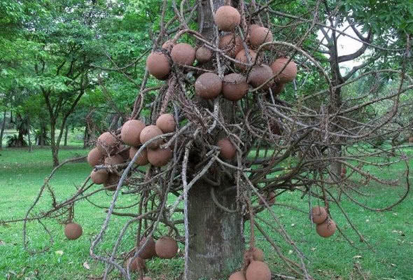 炮弹树在开花的时候,它成熟的果实会突然炸开,而且因为炮弹树开花艳丽