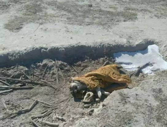 一篇给狗狗的悼文,慎入.