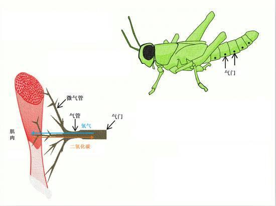 昆虫的气门图片