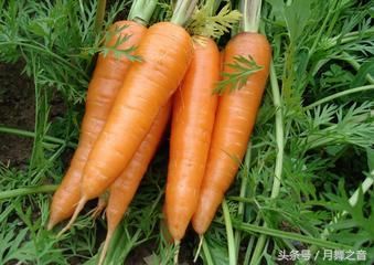 胡萝卜汁可以敷脸吗 不妨试试用胡萝卜拯救你