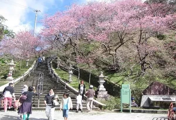 2018冲绳赏樱攻略|1月,遇见全日本最早盛开的