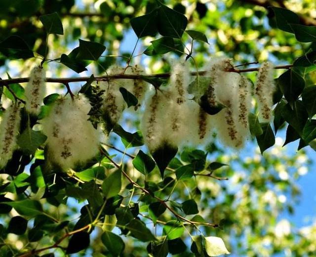 杨花不是花,为什么还要叫杨花?