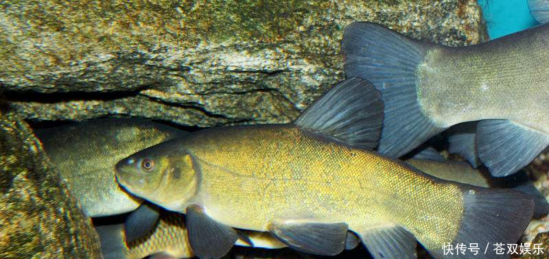 丁桂鱼是一种名贵鱼种,其肉质鲜美非普通鱼类