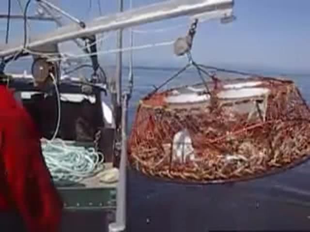 阿拉斯加捕蟹船真给力,一网捕300多只帝王蟹,
