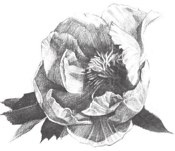 素描知识|素描牡丹的绘画教程