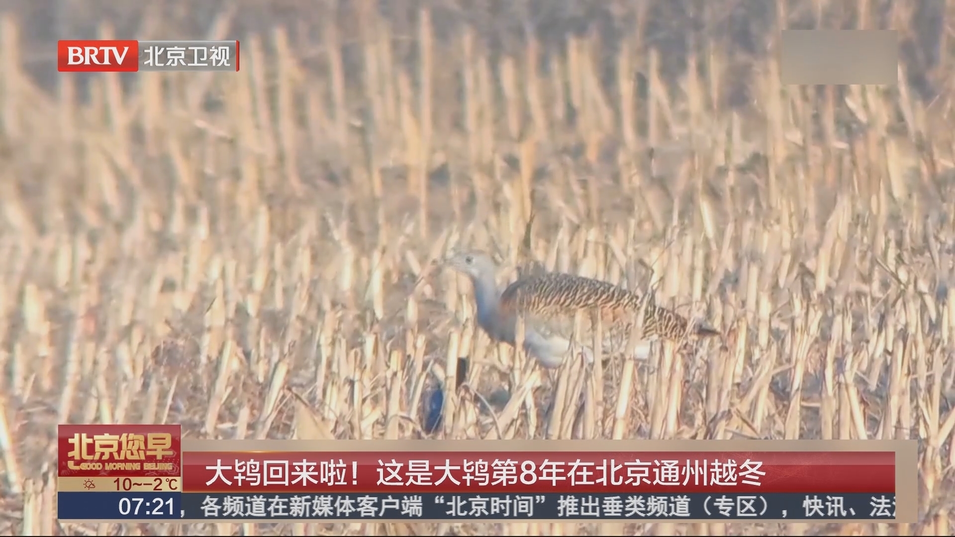 大鸨回来啦！这是大鸨第8年在北京通州越冬