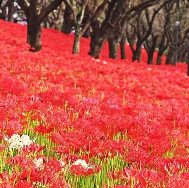 日本500万株彼岸花即将盛放 花海的绚烂景色也令人陶醉 雪花新闻