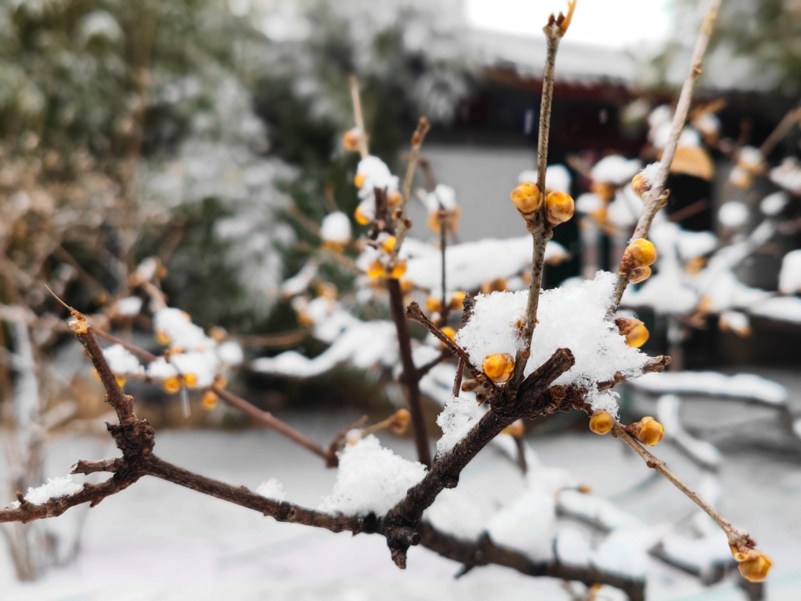 北京中山公园腊梅迎雪绽放