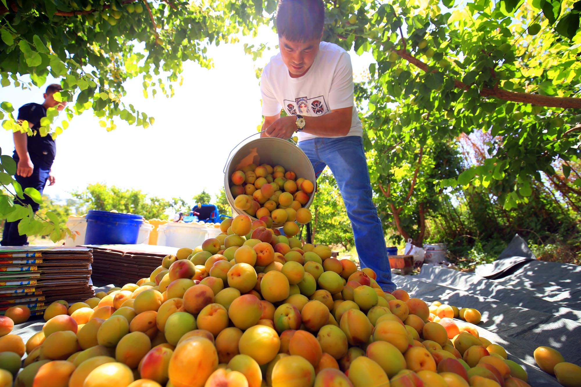 这里的杏子"傻白甜" 新疆托克逊早熟杏上市啦-北京时间