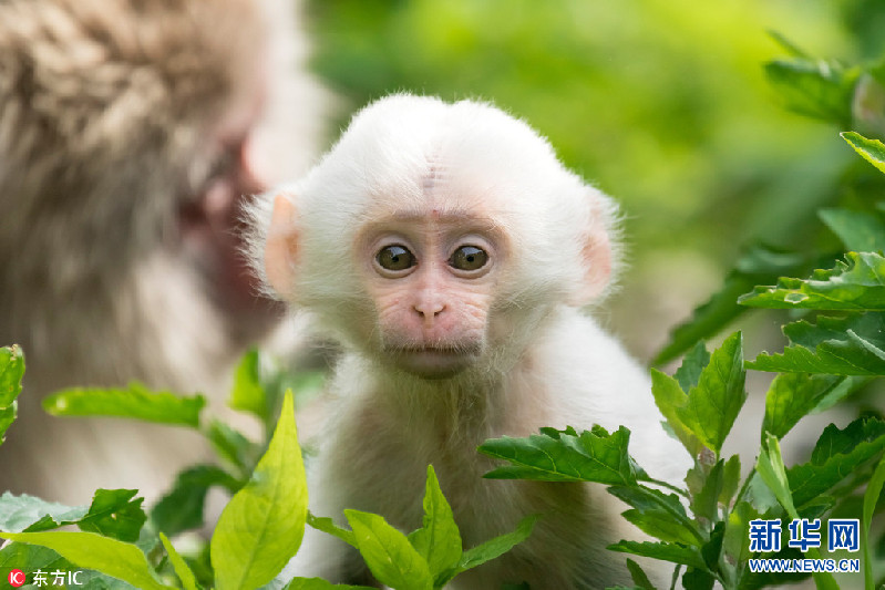 白毛红脸的猴子图片