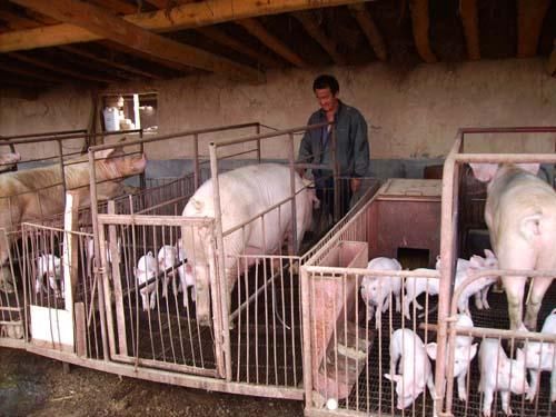 农村散养户为什么对养猪补贴不满?给规模化养