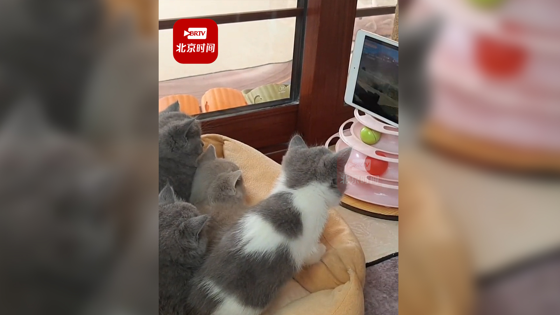 七只小猫看《猫和老鼠》主人:很认真，甚至还想帮汤姆！