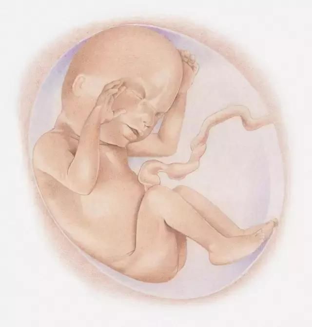 怀孕1-10月胎儿生长发育图,看看胎宝宝可爱模