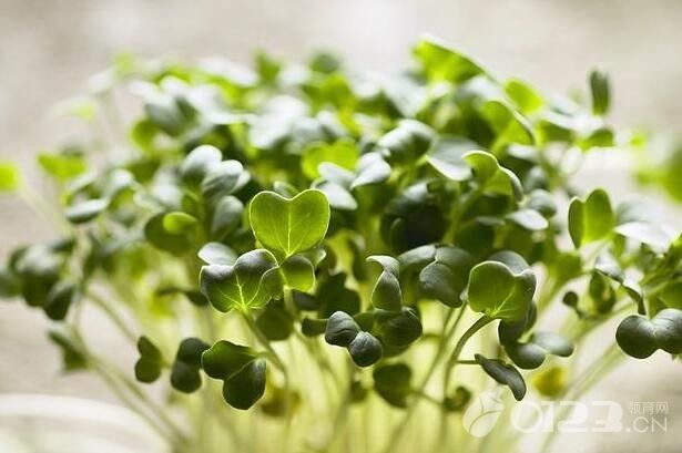 西洋菜能止咳化痰, 高营养价值! 孕妇可以吃西