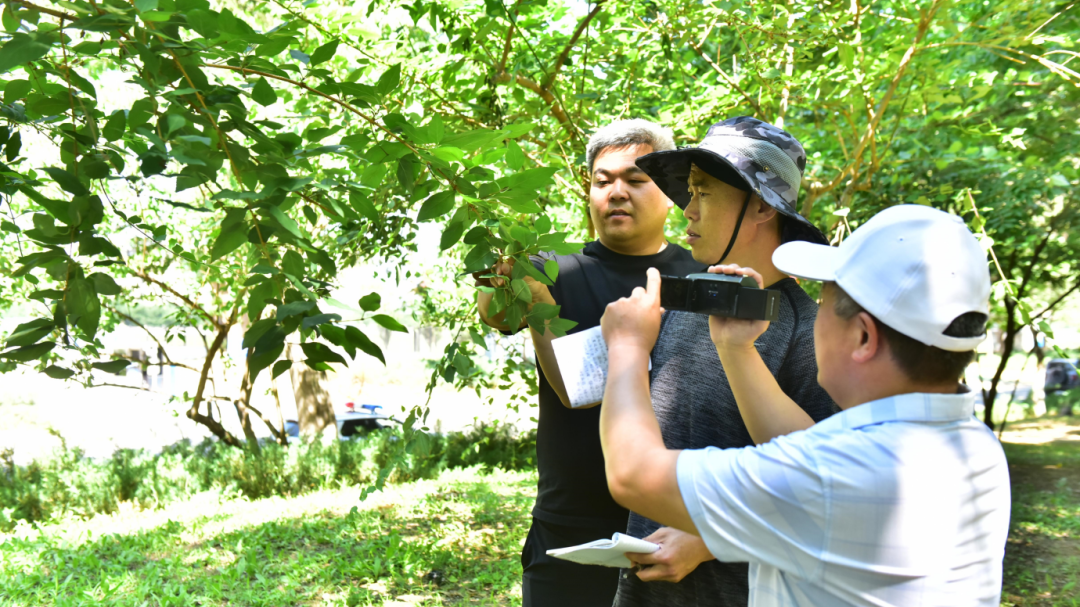 共建国家森林城市丨延庆科学治理美国白蛾,防治“植物杀手”! 共建国家森林城市丨延庆科学治理美国白蛾,防治“植物杀手”!