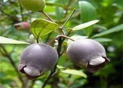 姚金娘配一物,每天晚上睡前喝一杯,男人补肾,女