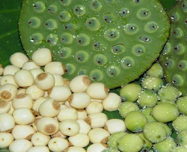 【脸上长痘痘的快速祛痘日常小技巧】怎么能不