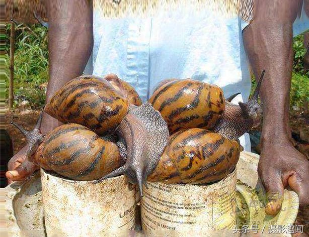 女子去非洲旅游,非洲人拿出最好食物招待她,女
