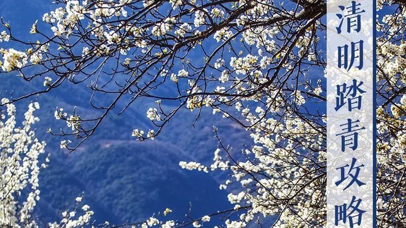 在春天,赏花才是正经事!这份清明踏青攻略请查收→ 在春天,赏花才是正经事!这份清明踏青攻略请查收→