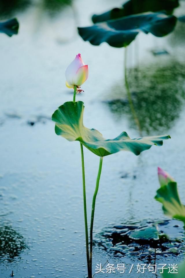 人生感悟唯美经典的句子,句句蕴含哲理,善待生