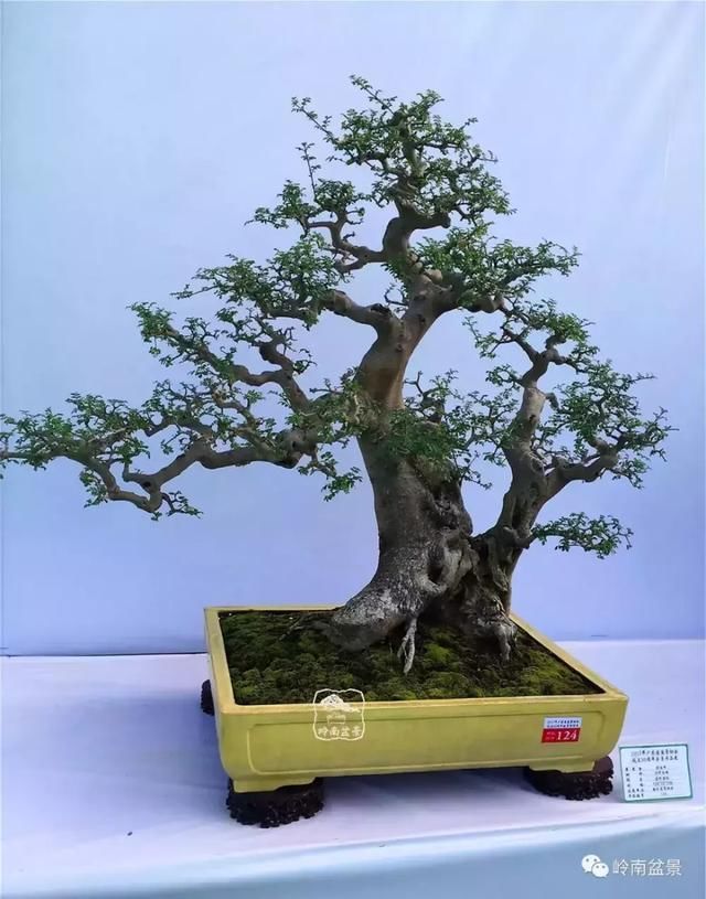 对节白蜡是二级保护树种,听说武则天与对节白