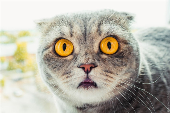 时而卖萌的表情,特别是其吐舌头的表情更是为其在社交网络上赢得了大