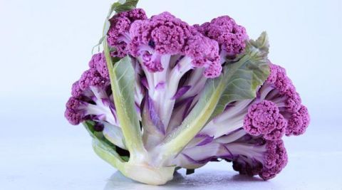 这种蔬菜含有丰富的花青素,营养价值很高,越来越受消费者欢迎