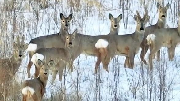 傻狍子版“八骏图”登上热搜,东北神兽傻狍子究竟有多“傻”? 傻狍子版“八骏图”登上热搜,东北神兽傻狍子究竟有多“傻”?