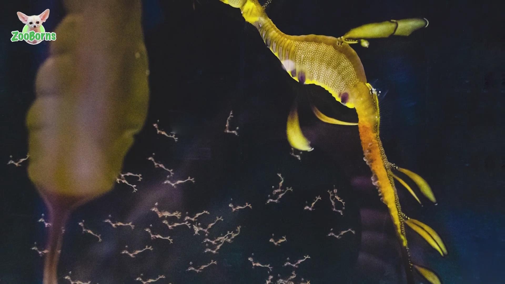 美国加州一水族馆成功孵化70多条小海龙_北京时间