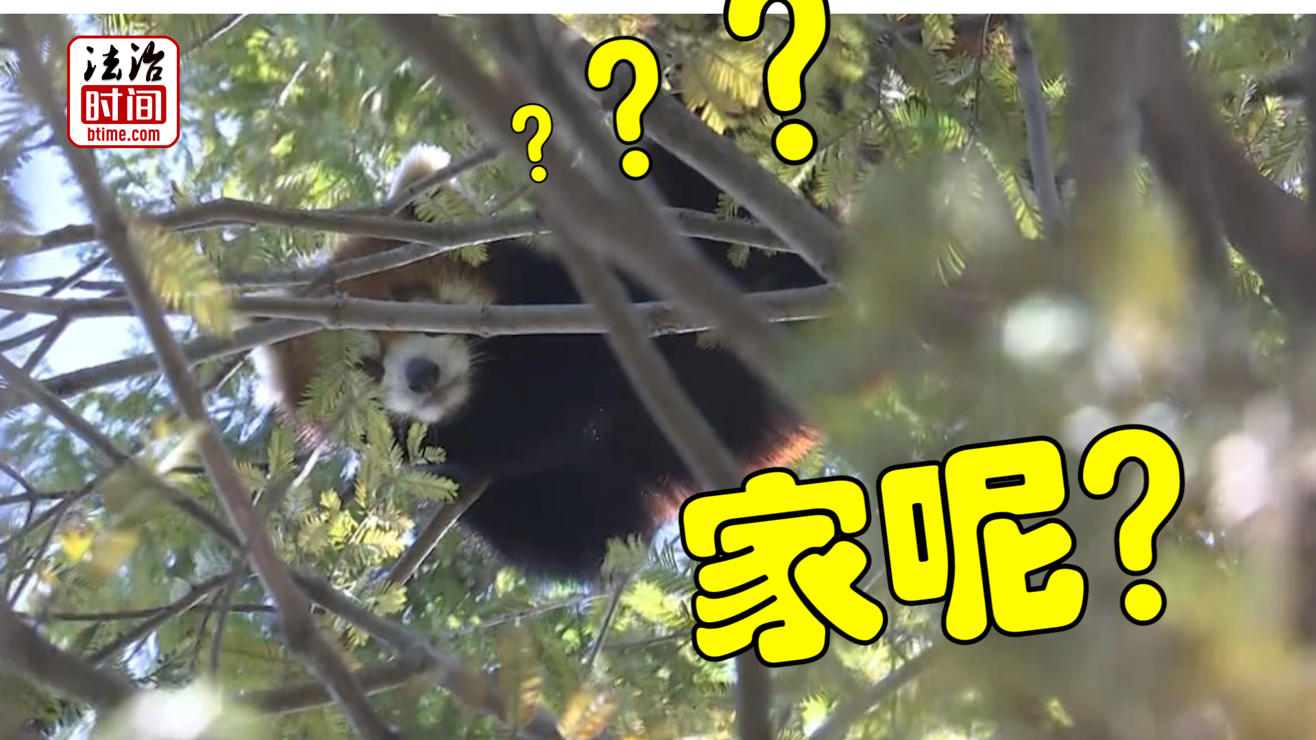 呆萌小熊猫迷路上树 专业人员飞檐走壁成功“捕获”