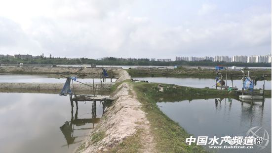 他用石斑鱼和虾混养,亩产值高达10多万,他如何