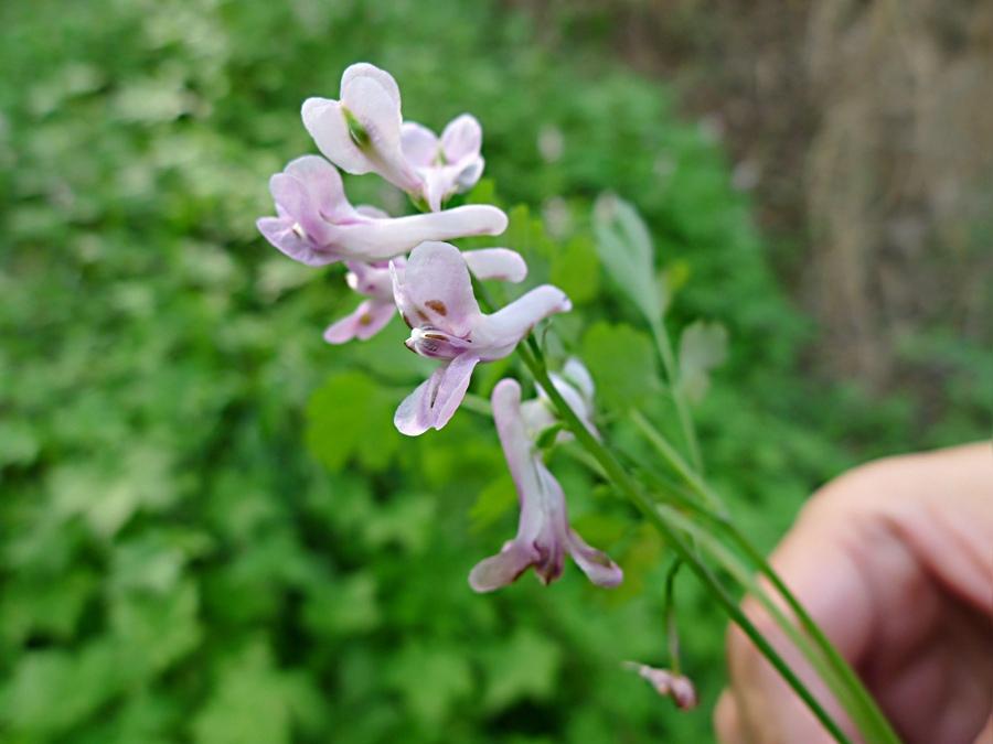 水卜菜虽好需慎服,别名还叫断肠草