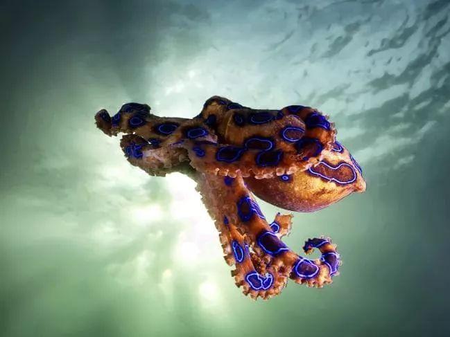 春节出游,碰到这些澳洲小可爱请绕行!