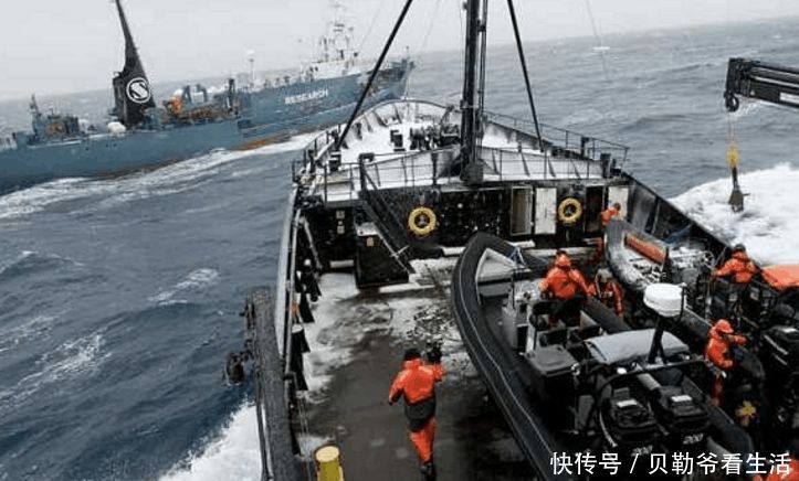 为何日本人宁愿补贴80亿,也要捕杀鲸鱼?真相说