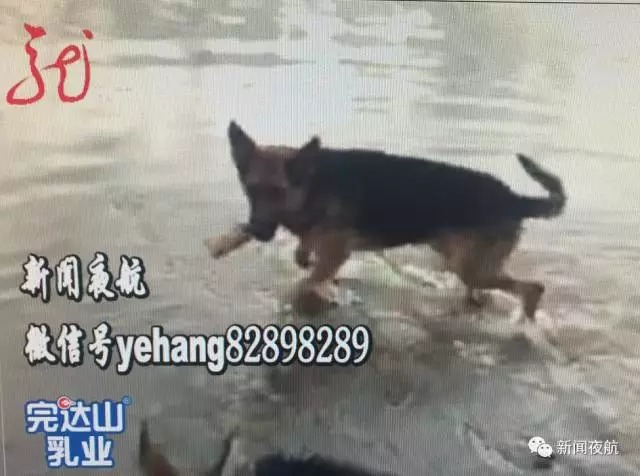 黑龙江3岁女孩被家中两只狗撕咬 浑身10多处伤 黑龙江3岁女孩被家中两只狗撕咬 浑身10多处伤