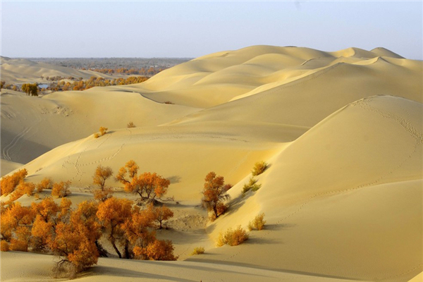 美文| 胡杨柳之歌