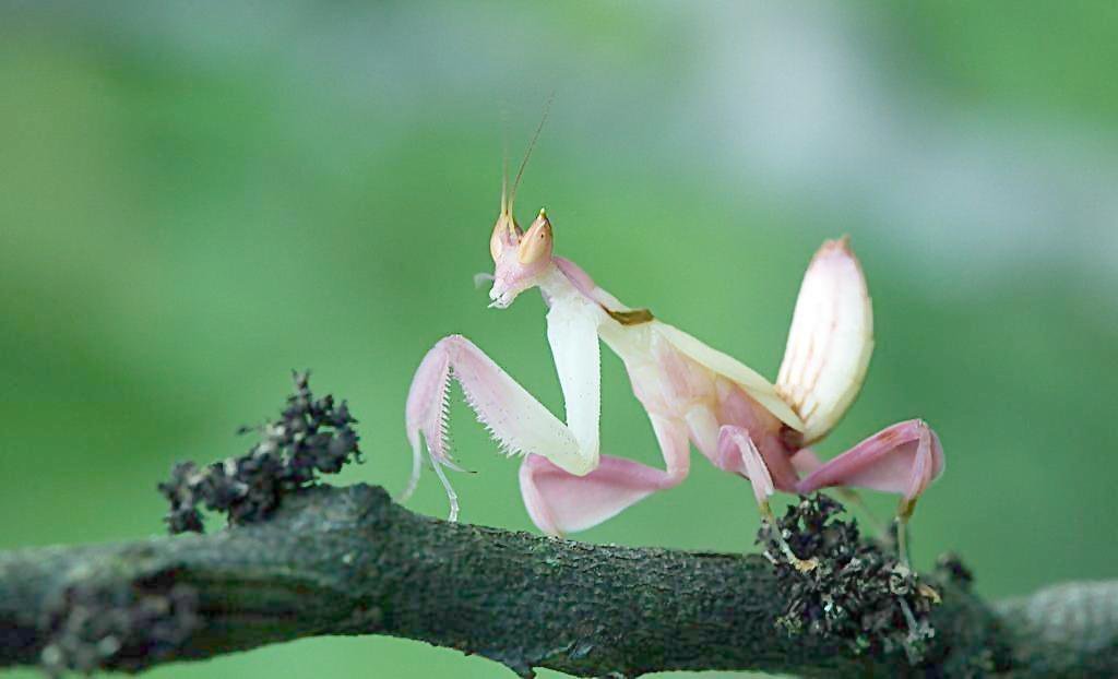 “花”非花 螳螂美起来比兰花更抢眼