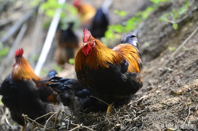 绿壳蛋鸡苗多少钱一只?散养绿壳蛋鸡500只利