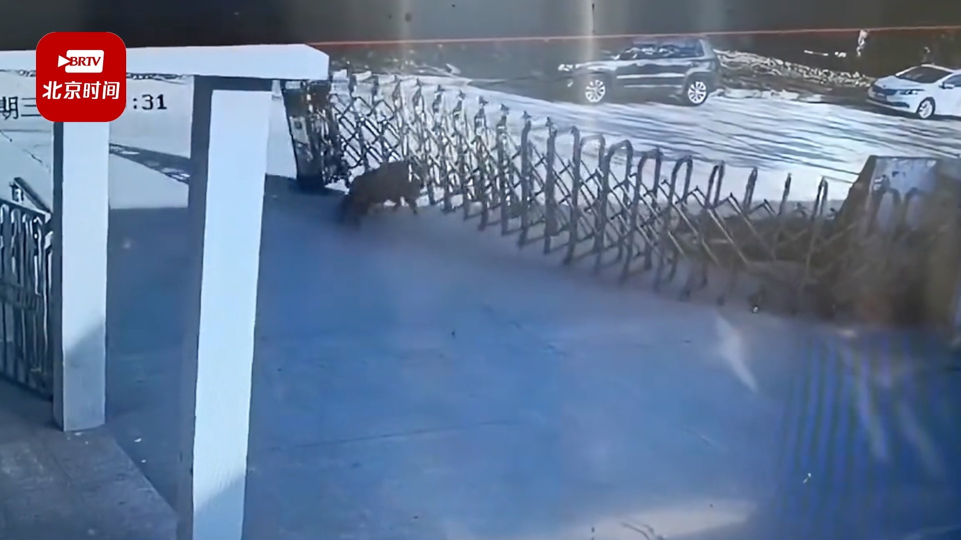 芜湖一头野猪撵跑保安后狂顶公司大门较劲：所幸无人受伤