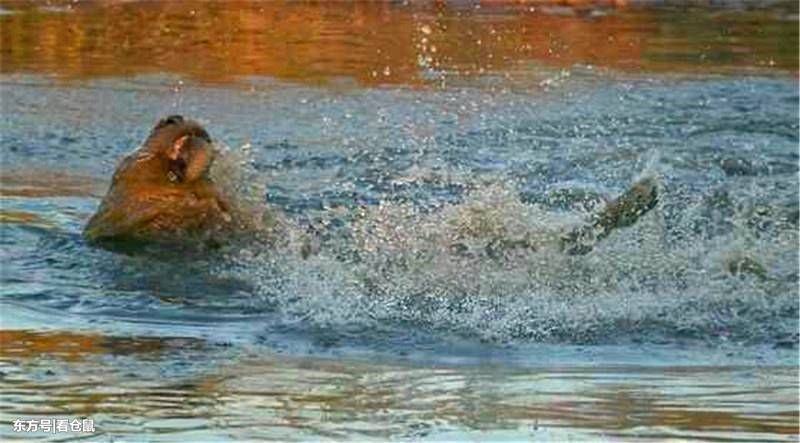 狮子河边玩耍,不幸遇到鳄鱼偷袭,直接被卷入水