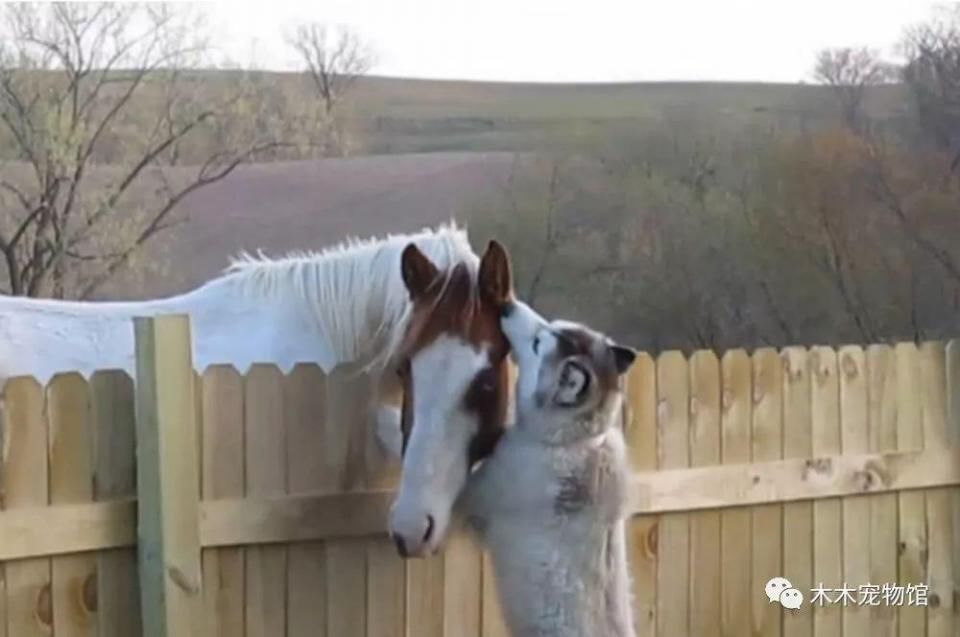 哈士奇发情谈恋爱,跟踪偷看到狗子对象,主人